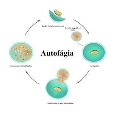 Autofagia