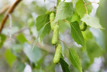 Kedy brezu previsnutú používať, zdroj: trees.hillier.co.uk
