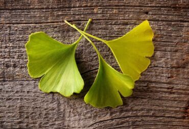 Ginkgo