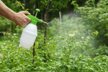 Atrazín je toxický prostriedok na hubenie buriny a EDC
