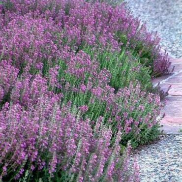 Ako hrdobarku obyčajnú používať, zdroj: treesforbees.co.nz
