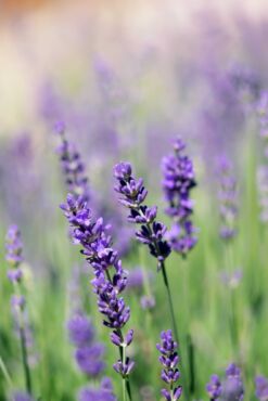 Levandula1