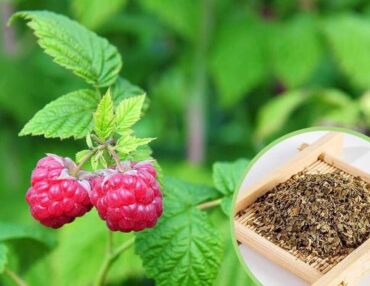 Ako ostružinu malinovú používať, zdroj: amazon.com