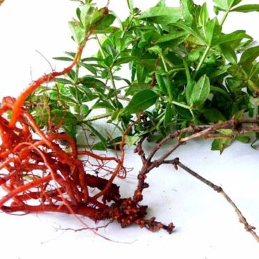 Kedy marenu farbiarsku používať, zdroj: organicseeds.top