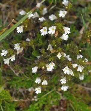 Kedy očianku Rostkovovu používať, zdroj: wildflowersofireland.net