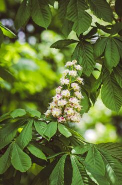 Kedy pagaštan konský používať