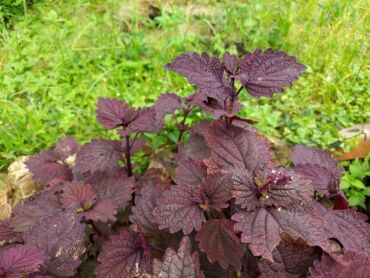 Formy a odporúčané dávkovanie perily