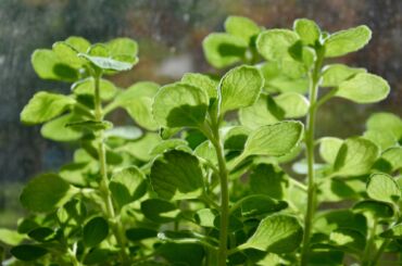 Kedy plektrant (nádchovník) používať