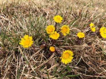 Kedy podbeľ liečivý používať