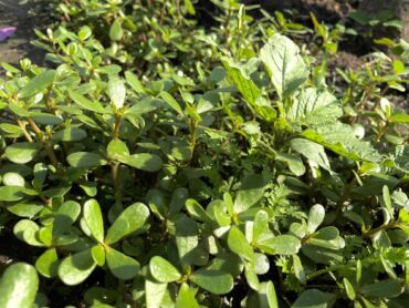 Kedy portulaku zeleninovú používať