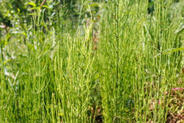 Kedy prasličku roľnú používať