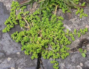 Kedy prietržník holý používať, zdroj: de.wikipedia.org