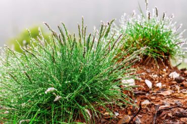 Kedy pýr plazivý používať