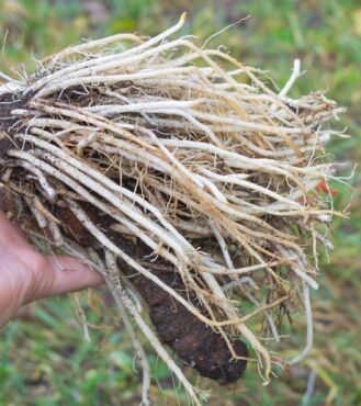 Ako pýr plazivý používať