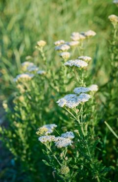 Kedy rebríček obyčajný používať