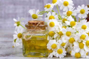 Ako rumanček kamilkový používať