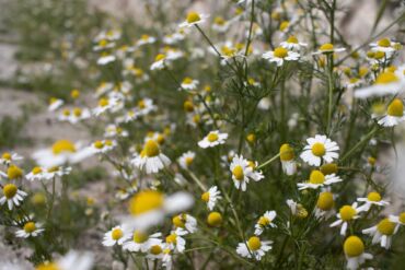 Kedy rumanček kamilkový používať