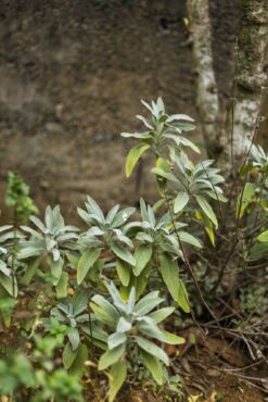 Kedy šalviu lekársku používať