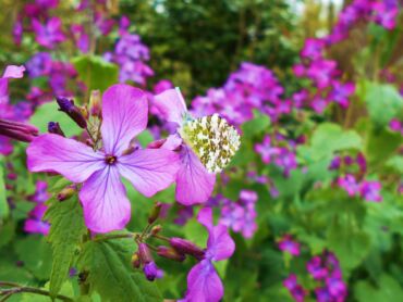 Kedy slez maurský používať