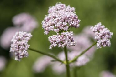 Valeriana