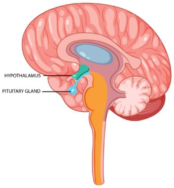 hypotalamus