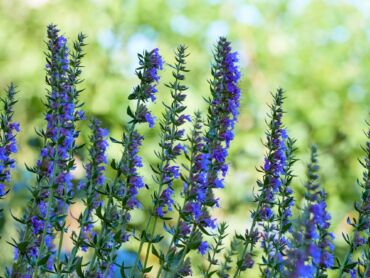 Kedy yzop lekársky používať