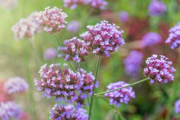 Kedy železník lekársky používať