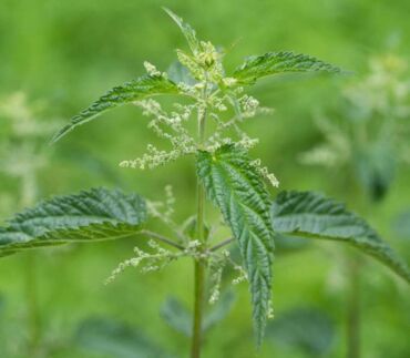 samčia rastlina žihľavy