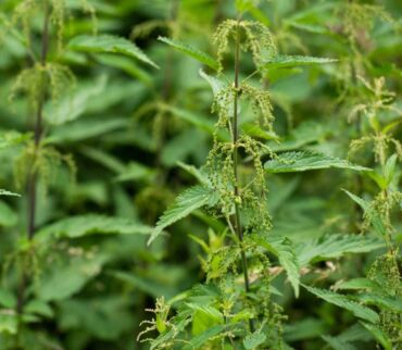 samičia rastlina žihľavy