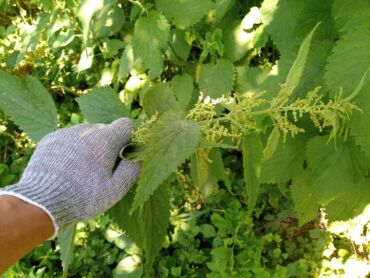 Kedy zbierať žihľavové semienka