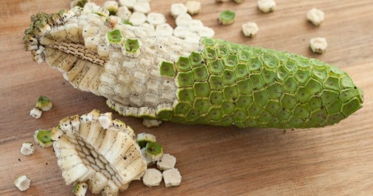 Monstera deliciosa účinky na zdravie Zdravopedia.sk
