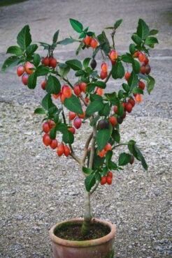 Tamarilo1