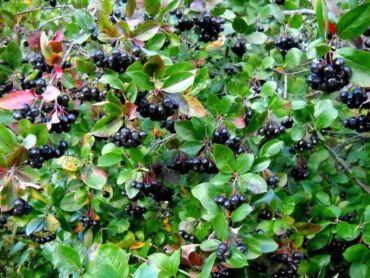 Aronia 1