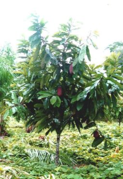 Cupuacu 200924 134233