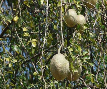 Wood apple2