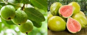 Guava1