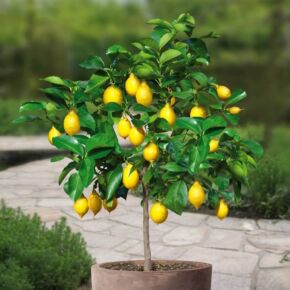 Citron