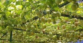 Granadilla1