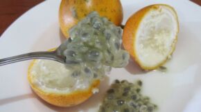 Granadilla2