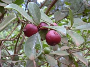 Guava3