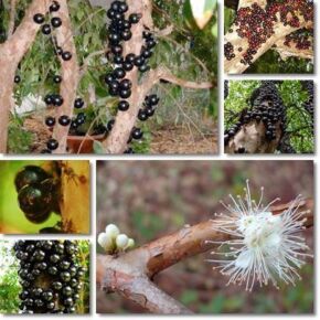 Jabuticaba2