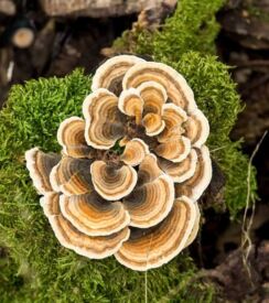 Turkey tail huba (trúdnikovec pestrý)