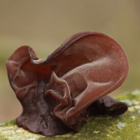 Wood ear (Judášovo ucho) huba