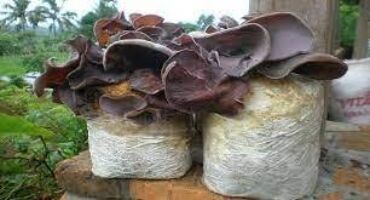 Nutričné hodnoty vo wood ear hube