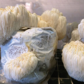 Nutričné hodnoty v lion’s mane hube