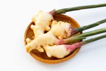 Galangal