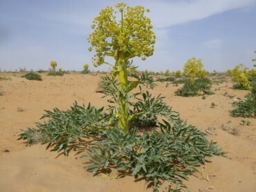 Asafoetida1