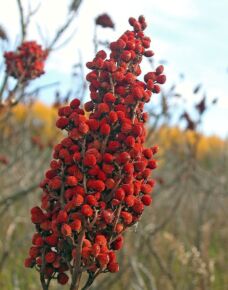 Sumac2