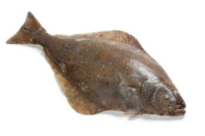 Halibut