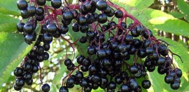 Acai1